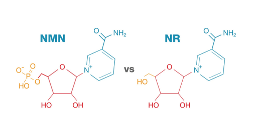 Wie NAD+ und NMN helfen, das Altern zu bekämpfen und die Energie zu steigern
