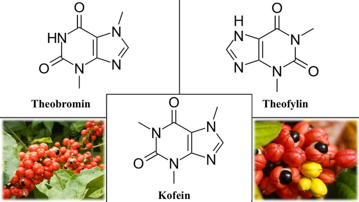 Guarana Collage wissenschaftlicher Artikel Kratom world Verkauf