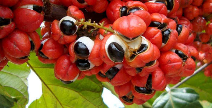 Guarana natürliche Energiequelle Kratomworld Verkaufsartikel