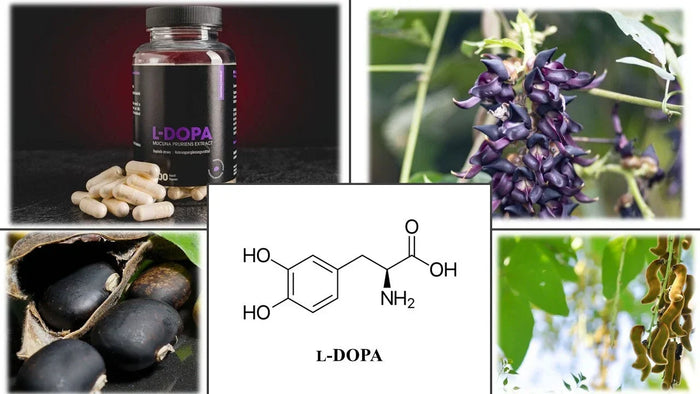 L-Dopa bei Kratomworld erhältlich