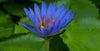 kratom world blue lotus selling kratom world tee