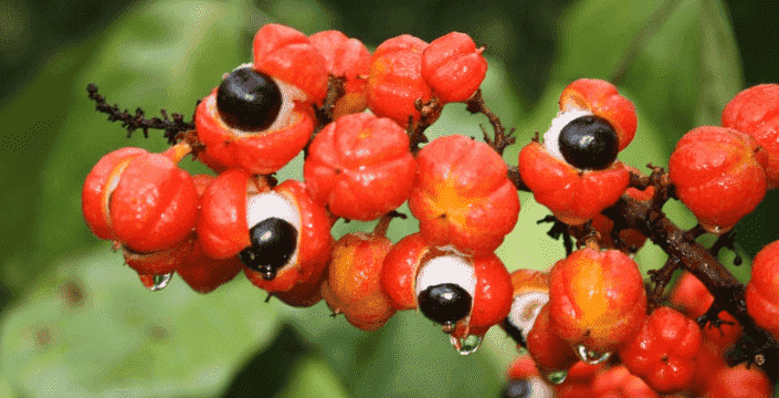 Was ist Guarana und wie sind seine Wirkungen?