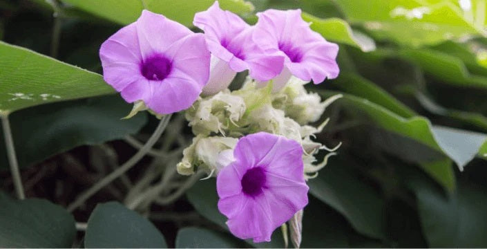 Baby Hawaiian Woodrose: Das Geheimnis der Liane mit Samen, die über alte Weisheiten flüstern