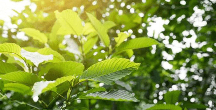 Entdecken Sie, wie Sie Kratom in Ihre Lieblingsgerichte einbauen können
