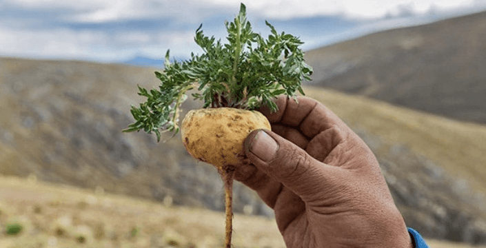 Peruanische Maca und Alles Was Sie Darüber Wissen Sollen