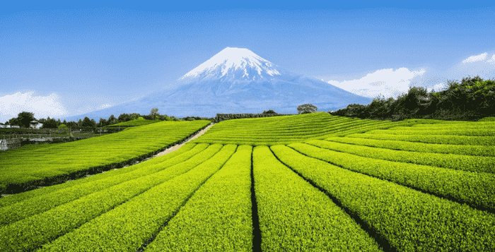 Kratom World Matcha green tea japan farm premium