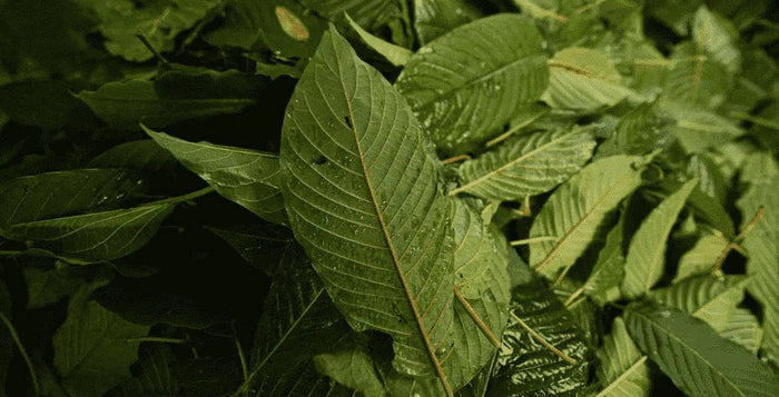 kratom world kratom stem and vein kratom alkaloid