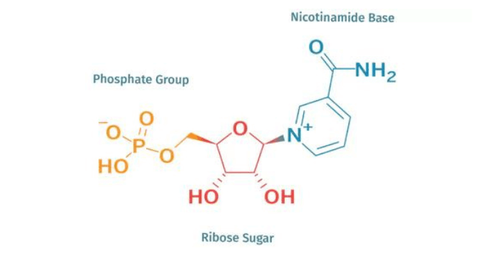 NMN  - Molekül, das die Alterung verzögert